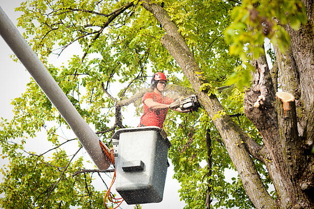 Professional Tree Services in Navassa, NC